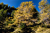 Sentiero naturalistico del Lucomagno (Svizzera). Larici.